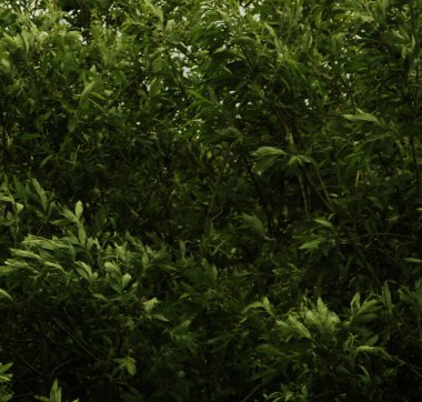 Orman manzarası, yeşillikrüzgar hışırtı