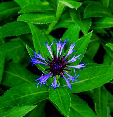 çiçek yatakta güzel mavi bahçe cornflowers