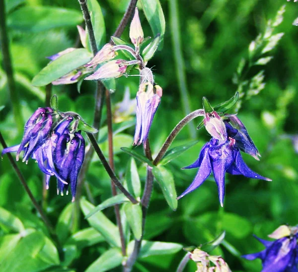 Beautiful Small Blue Bells Flower Bed Beautiful Angle Photos — Stock Photo, Image