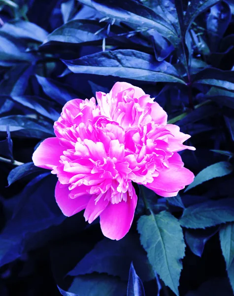 çiçek yatağında güzel pembe şakayık, güzel bir görünüm fotoğrafları