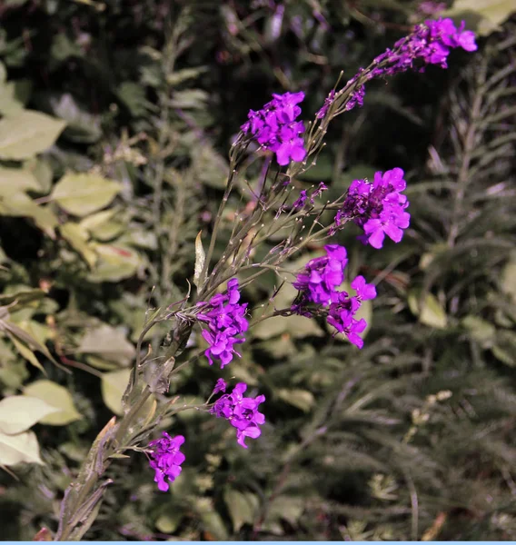 Beautiful Small Purple Flowers Flower Bed Beautiful Angle Photos — Stock Photo, Image