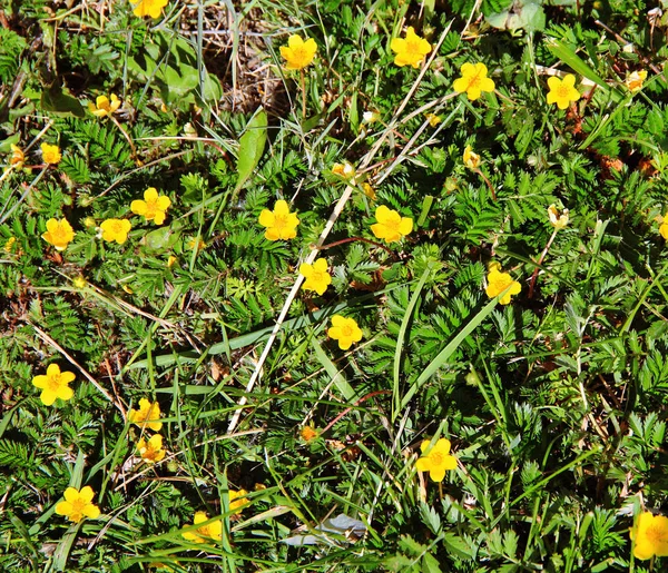 Çiçek Yatağında Güzel Küçük Sarı Çiçekler Güzel Perspektif Fotoğrafları — Stok fotoğraf