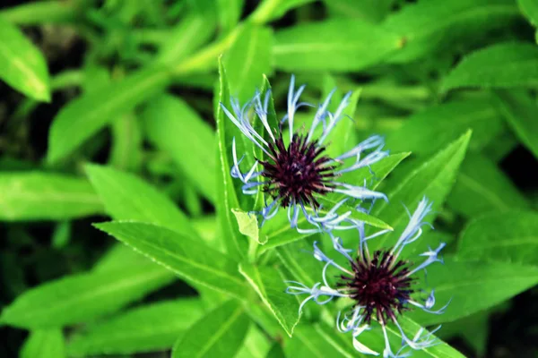 Mooie Blauwe Tuin Korenbloemen Bloem Bed — Stockfoto