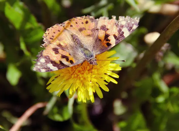 Яркая Бабочка Желтом Цветке — стоковое фото