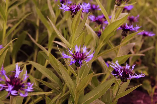 Mooie Blauwe Tuin Korenbloemen Bloem Bed — Stockfoto