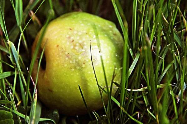 Zielone Jabłko Mokrej Zielonej Trawie — Zdjęcie stockowe
