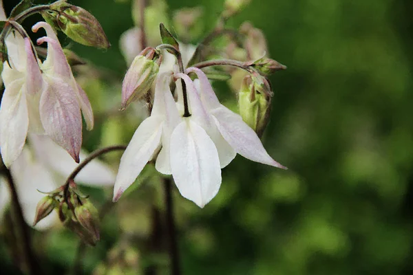 Delicate White Bell Purple Tint — Stock Photo, Image