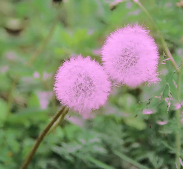 delicate pink dandelions clung to each other