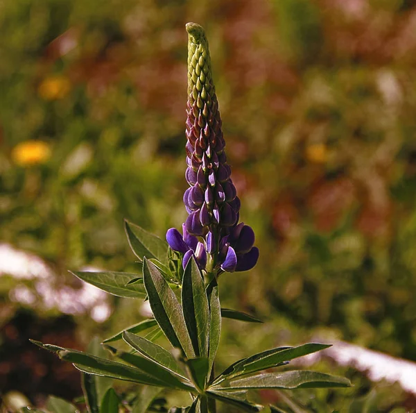 Lupin adında bir leylak çiçeği.