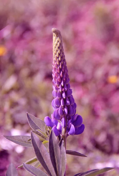 Fialový Květ Zvaný Lupin — Stock fotografie