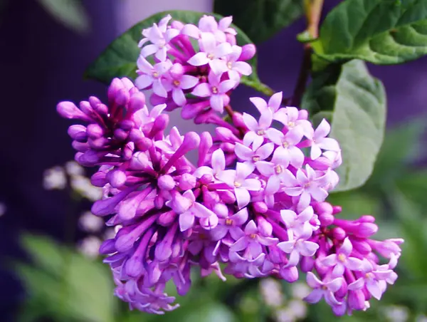 Photo Macro Beautiful Lilac Flowers Branch Close Range — Stock Photo, Image