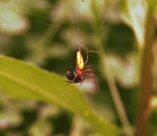 Spider Knitter Met Lange Benen Langwerpige Lichaam — Stockfoto