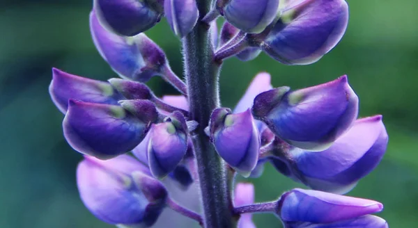 Lilac Flower Called Lupin — Stock Photo, Image