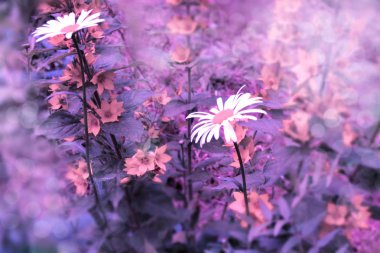 Hafif bir pus güzel papatyalar