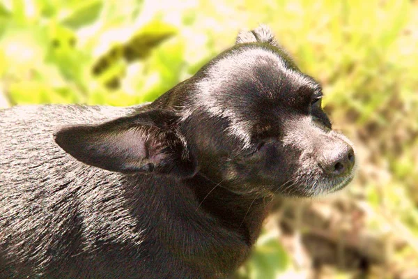 犬は明るい太陽から目を細める — ストック写真