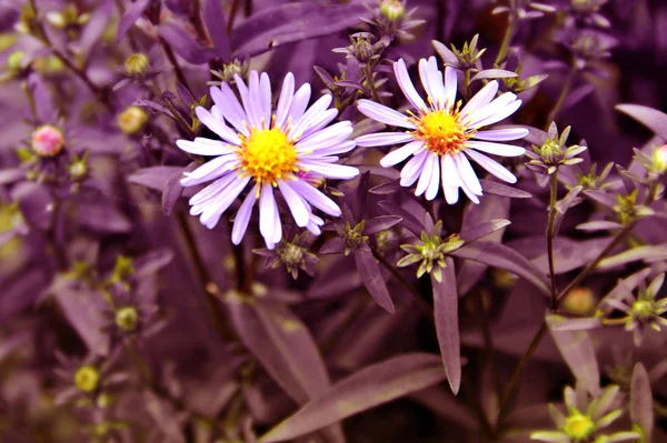 Schöne Blumen Ungewöhnlicher Beleuchtung — Stockfoto