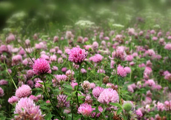 Enorme Bloem Veld Van Rode Klaver — Stockfoto