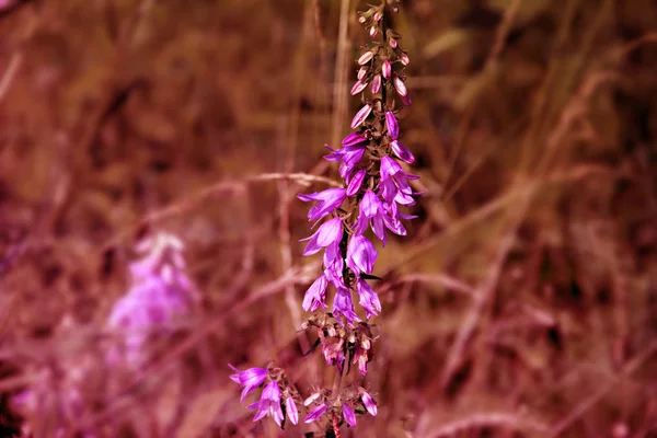 Hermosas Flores Iluminación Inusual — Foto de Stock