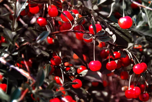 Bright Juicy Cherry Bush — Stock Photo, Image