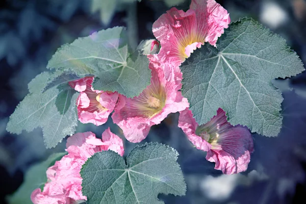 Hermosas Flores Iluminación Inusual — Foto de Stock