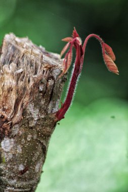 Tomurcuklanma yağmurların başlangıcında