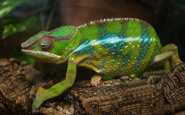 Roztomilý zelený Chameleon na větvi — Stock fotografie