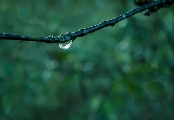 Branch with drops of dew — Stock Photo, Image