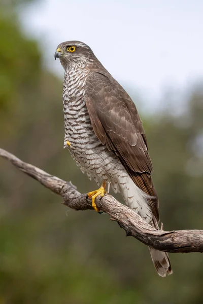 Az eurázsiai Sparrowhawk a gyönyörű színes őszi környezetben. — Stock Fotó