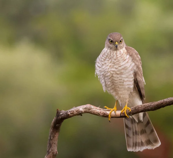 Az eurázsiai Sparrowhawk a gyönyörű színes őszi környezetben. — Stock Fotó