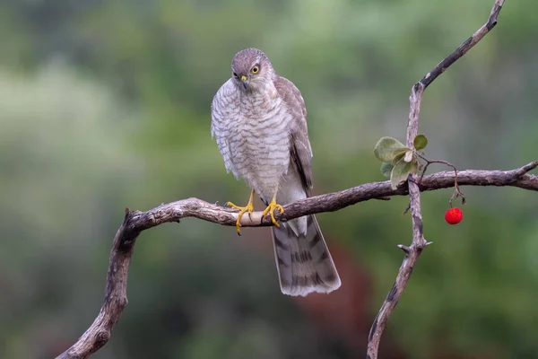 Az eurázsiai Sparrowhawk a gyönyörű színes őszi környezetben. — Stock Fotó