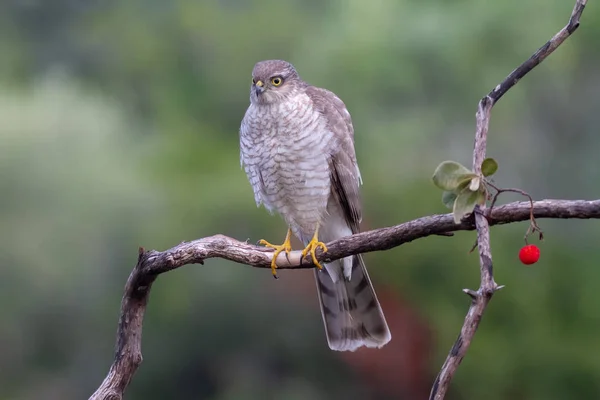 Het Euraziatische Sparrowhawk, in de prachtige kleurrijke herfst omgeving. — Stockfoto