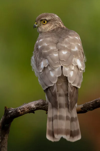 Az eurázsiai Sparrowhawk a gyönyörű színes őszi környezetben. — Stock Fotó