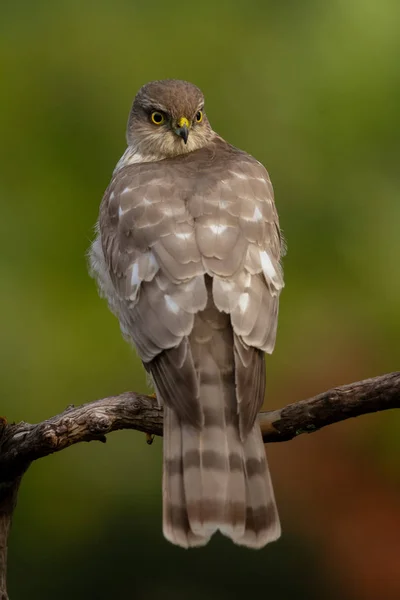 Eurasijský Sparrowhawk, v krásném barevném podzimním prostředí. — Stock fotografie