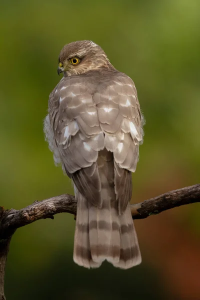 Az eurázsiai Sparrowhawk a gyönyörű színes őszi környezetben. — Stock Fotó
