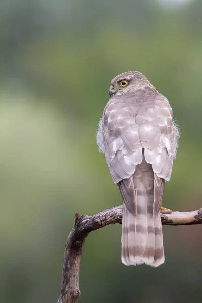 The Eurasian Sparrowhawk, in the beautiful colorful autumn environment.