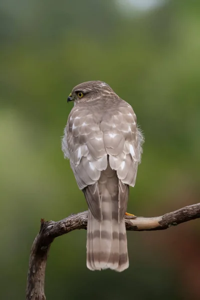 Az eurázsiai Sparrowhawk a gyönyörű színes őszi környezetben. — Stock Fotó