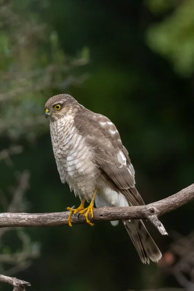 Az eurázsiai Sparrowhawk a gyönyörű színes őszi környezetben. — Stock Fotó