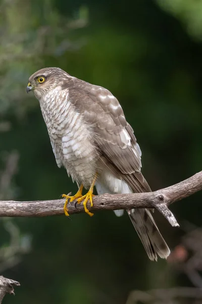 Az eurázsiai Sparrowhawk a gyönyörű színes őszi környezetben. — Stock Fotó