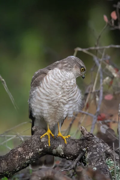 Het Euraziatische Sparrowhawk, in de prachtige kleurrijke herfst omgeving. — Stockfoto