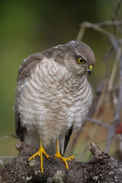 Az eurázsiai Sparrowhawk a gyönyörű színes őszi környezetben. — Stock Fotó