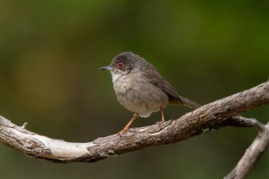yeşil arka plana sahip bir dala tünemiş güzel sylvia melanocephala ötleğen