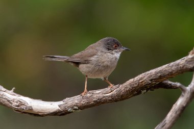yeşil arka plana sahip bir dala tünemiş güzel sylvia melanocephala ötleğen