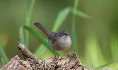 yeşil arka plana sahip bir dala tünemiş güzel sylvia melanocephala ötleğen