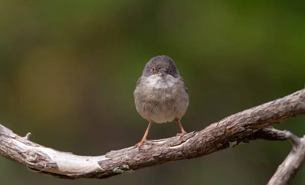 Beautiful Sylvia melanocephala warbler perched on a branch with green background — 스톡 사진