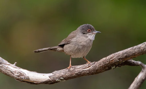 Vackra sylvia melanocephala skogssångare uppflugna på en gren med grön bakgrund — Stockfoto