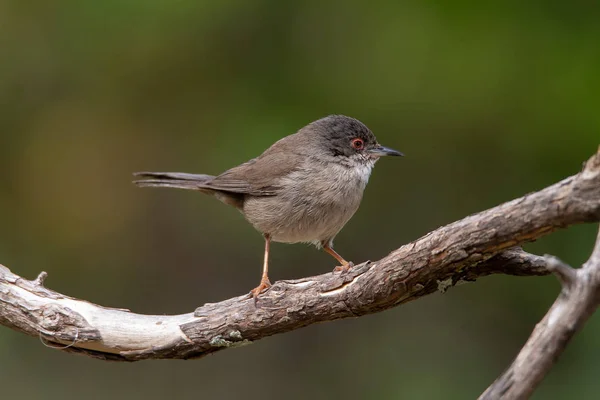 Beautiful Sylvia melanocephala warbler perched on a branch with green background — 스톡 사진