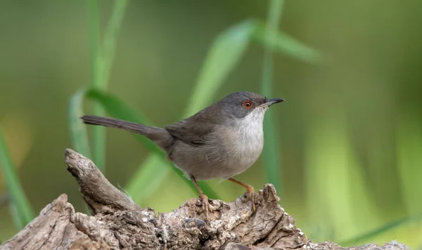 Bella Sylvia melanocephala parula appollaiata su un ramo con sfondo verde — Foto Stock