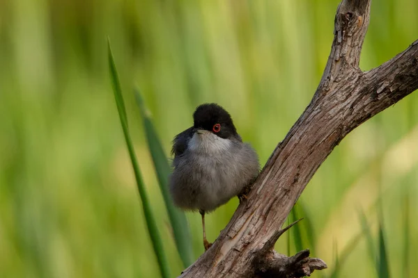 Vackra sylvia melanocephala skogssångare uppflugna på en gren med grön bakgrund — Stockfoto