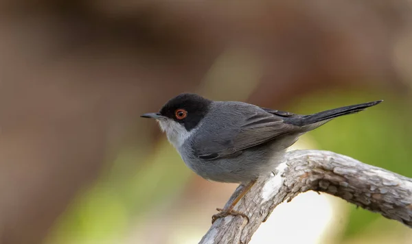 Beautiful Sylvia melanocephala warbler perched on a branch with green background — 스톡 사진