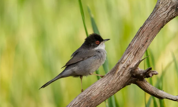 Beautiful Sylvia melanocephala warbler perched on a branch with green background — 스톡 사진